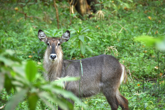 Curious topi watching on camera in the middle of the forest