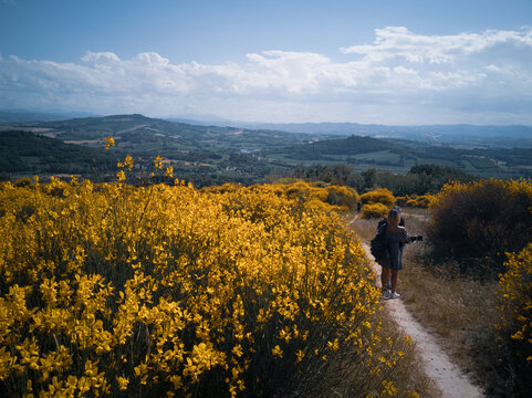 cespugli di ginestre sul monte san bartolo a Pesaro nella regione marche Italia
