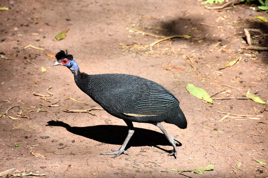 African guinea fowl walking fast
