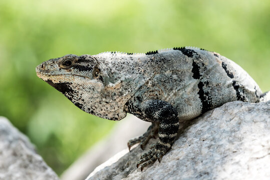 Iguana