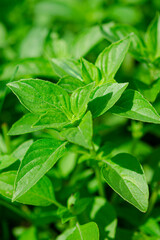Organic fragrant green basil grows in an open-air garden