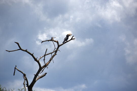 Silvery hornbill perched on a dry tree branch looking at the horizon on a cloudy day