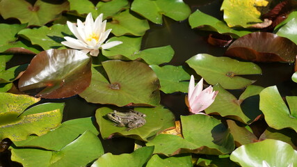żaba śmieszka na liściu lilii wodnej na jeziorze