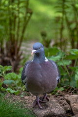 Common wood pigeon photographed in Germany, in Europe. Picture made in 2019.