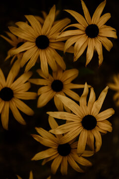 Close up of yellow daisies