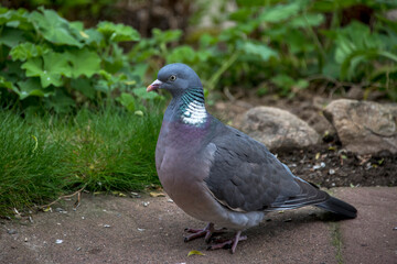 Common wood pigeon photographed in Germany, in Europe. Picture made in 2019.