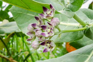 Side View Of The Calotropis Procera (Sodom Apple, Dumb Cotton, King's Crown) Flowers