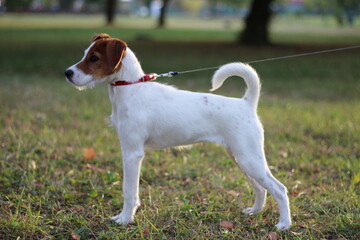 Parson Russell Terrier posture 