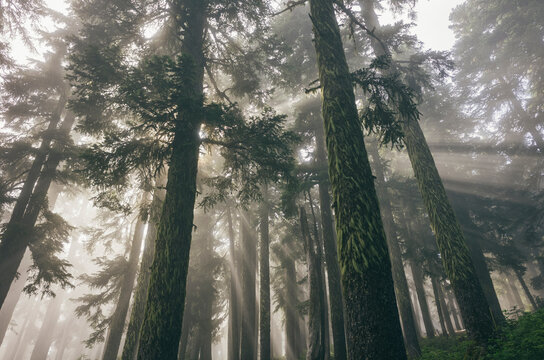 Rays of morning sunlight shining through dense fog and lush old growth forest
