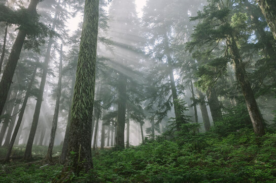 Rays of morning sunlight shining through dense fog and lush old growth forest