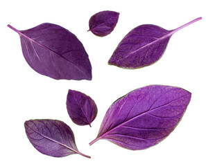 Different purple  basil herb leaves isolated on white background. Fresh Basil top view.