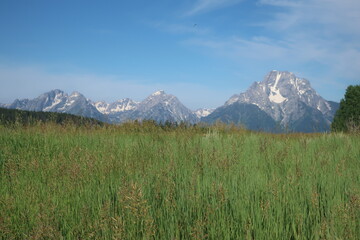 Obraz premium Nature and environment in the Tetons, Wyoming