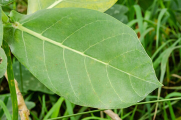 Calotropis Procera (Sodom Apple, Dumb Cotton, French Cotton) Leaf