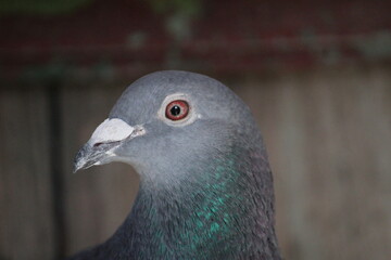 Pigeon portrait 