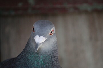 Pigeon portrait 2 