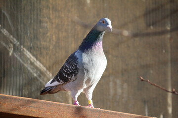 Pigeon posture 
