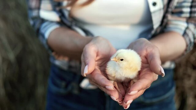 Closeup female hands holding cute yellow chick surrounded by straw field. Shot with RED camera in 4K