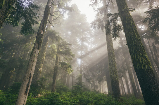 Rays of morning sunlight shining through dense fog and lush old growth forest