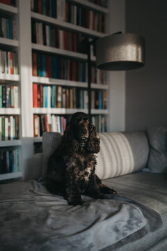 Portrait of an english cocker spaniel dog sitting on the couch in front of bookshelves