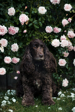 Portrait of an English cocker spaniel dog sitting in front of a pink rose shrub in the garden