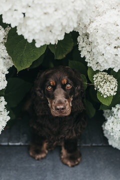 Cocker spaniel dog portrait between hydrangea flowers
