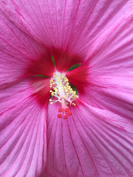 pink flower of hibiscus