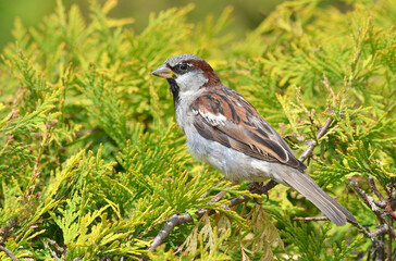 sparrow on a grass