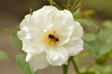 Obraz premium Naturaleza viva.