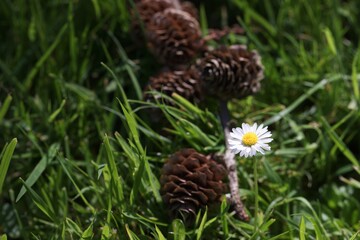 Daisy growing through the grass