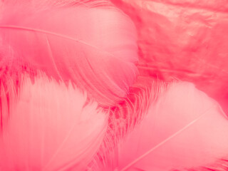 Beautiful abstract white and pink feathers on white background and soft white feather texture on...