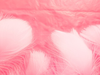 Beautiful abstract white and pink feathers on white background and soft white feather texture on pink pattern and pink background, feather background, pink banners