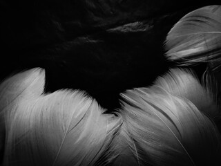 Beautiful abstract black feathers on black background and soft white feather texture on white pattern and dark background, gray feather background, black banners