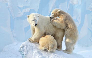 polar bear and cubs