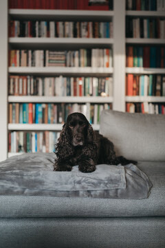 Cocker spaniel dog lying on a blanket on the couch in front of a colorful bookcase