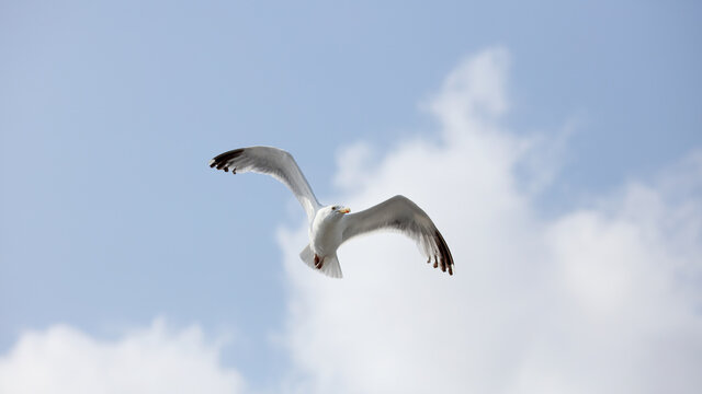 Seagull in flight, looking at the viewer