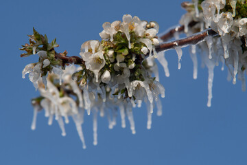 cherry blossoms covered with ice after a cold spring night