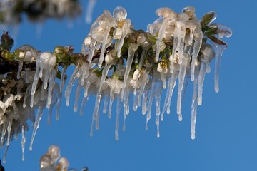 cherry blossoms covered with ice after a cold spring night