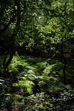 Patch of sunlight on ferns in a dark forest