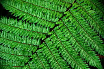 Green fern leaf up close