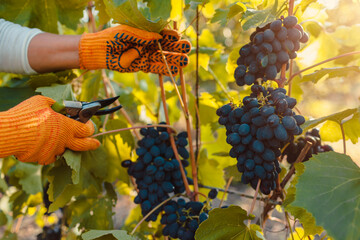 Farmer picking up crop of grapes on ecological farm. Woman cutting blue table grapes with pruner....