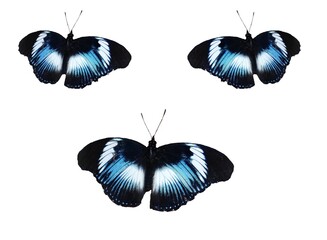 Hypolimnas salmacis - Blue diadem butterfly