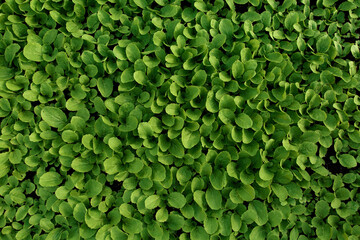 Little green sprouts of cabbage in glasshouse