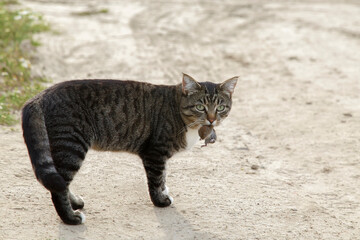 Cat carrying mouse in mouth