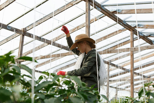 Female taking care of plants in greenhouse