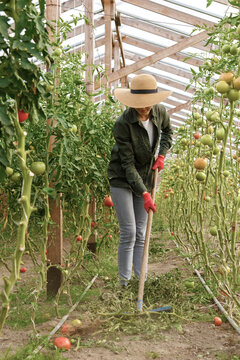Female gardener working in greenhouse by tomato bushes