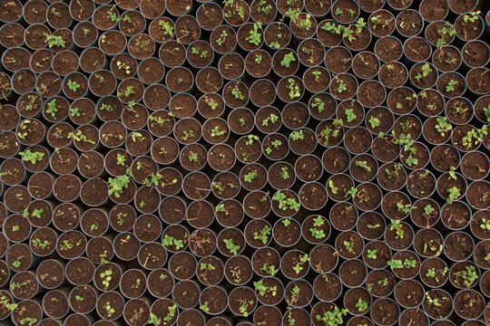 Seedlings of plants greens and vegetables in pots with earth