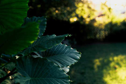 Large, Glossy Green Leaves of An Elephant Ear Plant in Evening Light