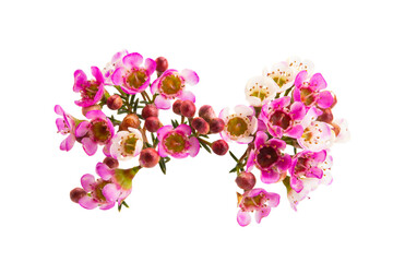Fototapeta na wymiar flowers of wax myrtle isolated