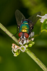 eine grüne Fliege auf einer kleinen Blüte