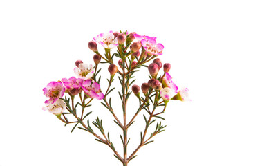 Fototapeta na wymiar flowers of wax myrtle isolated